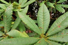Rhododendron barbatum